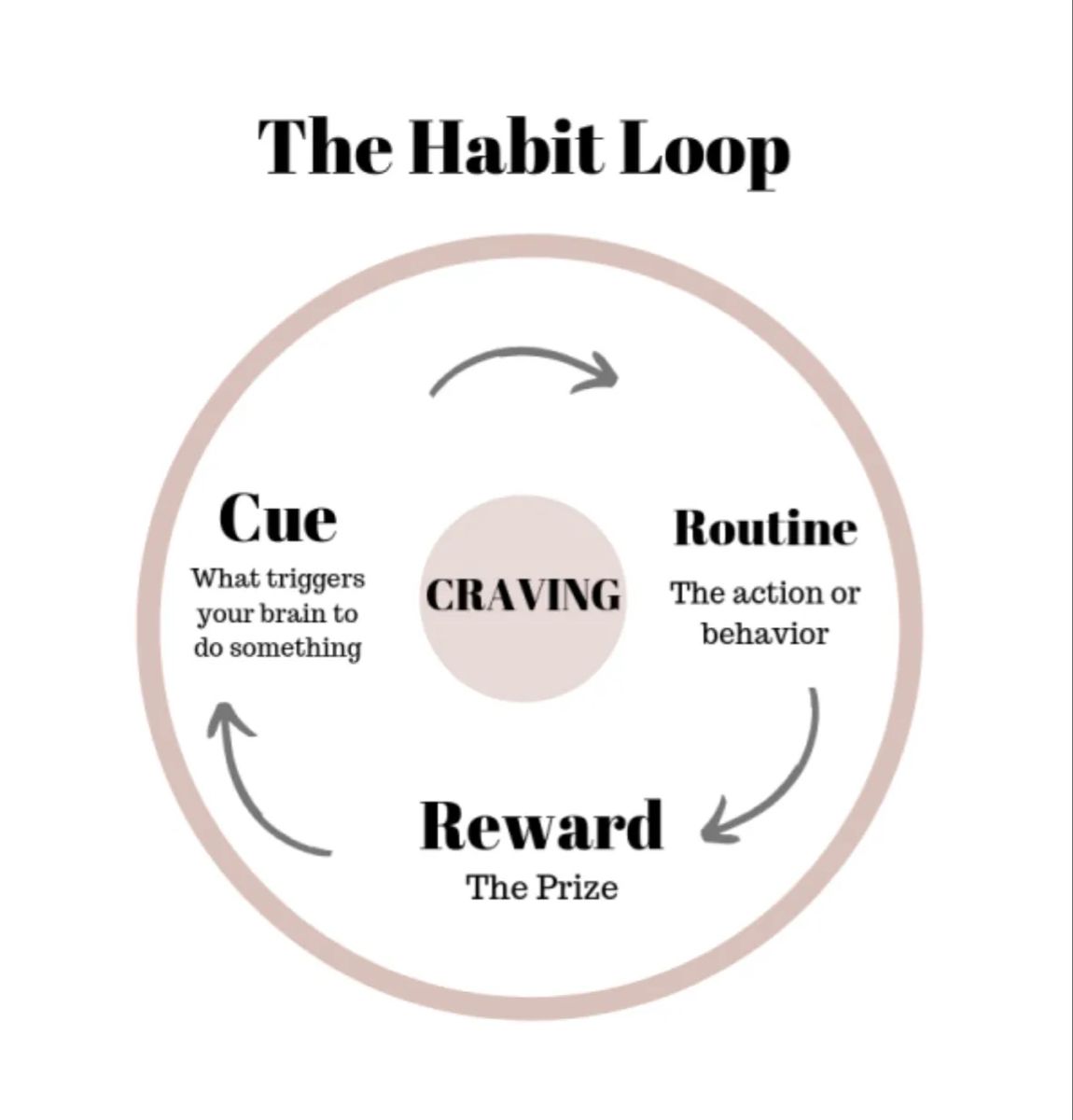 Circular diagram showing the daily habit loop of cue, action, log, and adjust stages